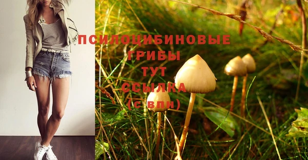 хмурый Белокуриха
